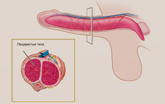 Заполненные кровью пещеристые тела эрегированного члена 